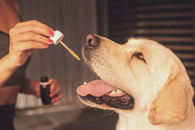 CBD for Dogs: Ultimate Guide for Pet Parents