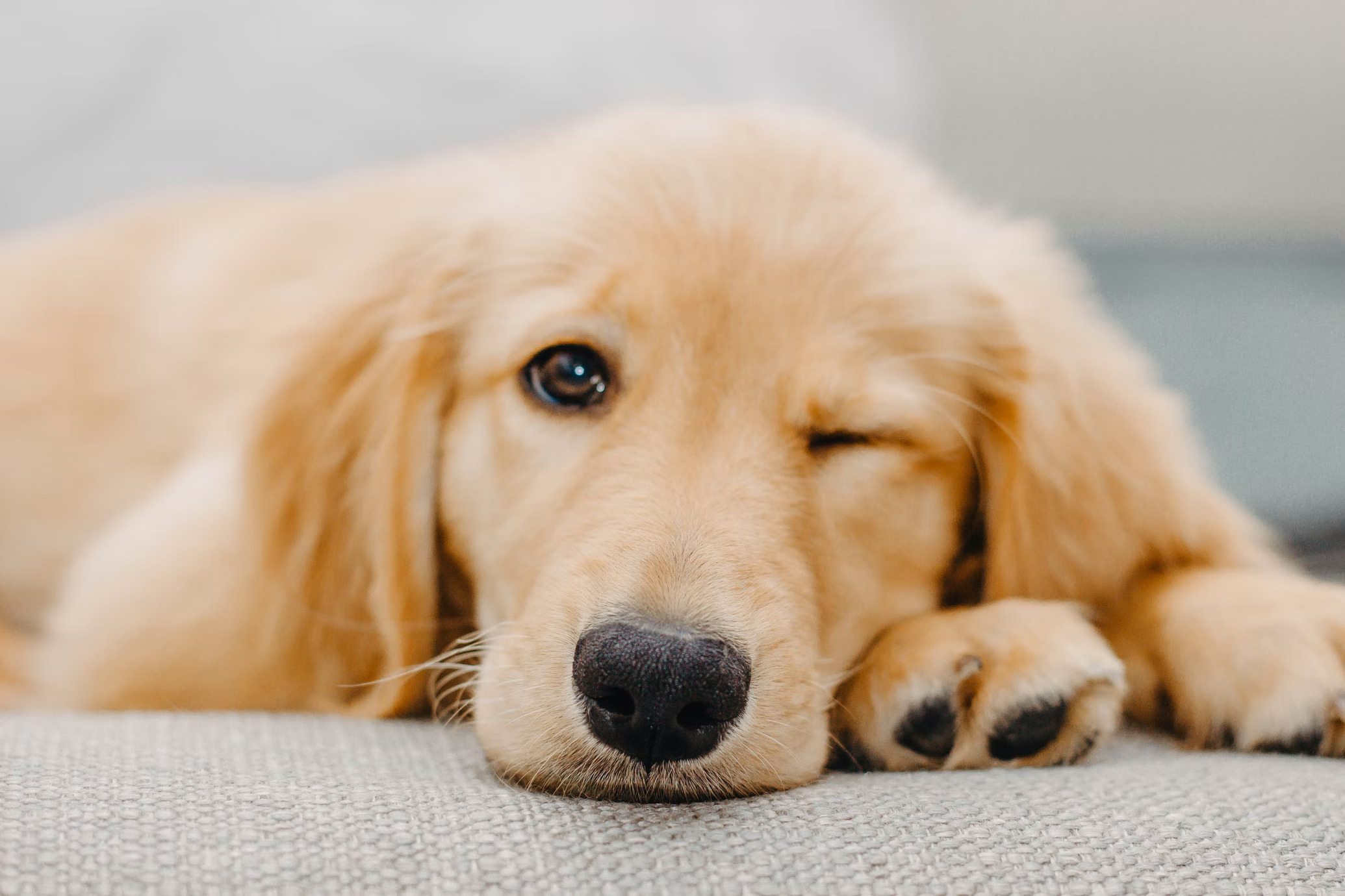 5 Super Important Things You Need to Know Before Adopting a Golden Retriever 