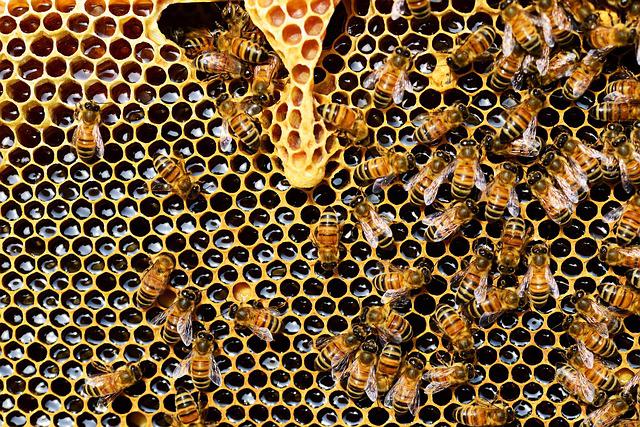 6 Beekeeping Tips That You Should Know To Properly Take Care Of Them