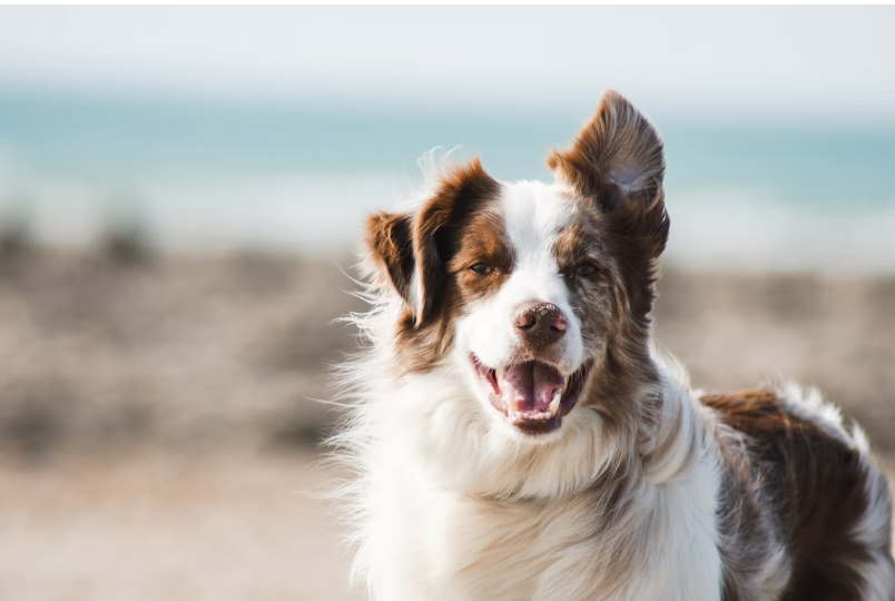 7 Signs Your Dog is Healthy