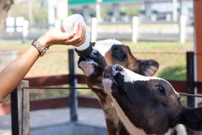 3 Tips For Raising Healthier Calves