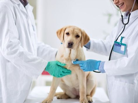 Canine Neutering and Spraying 