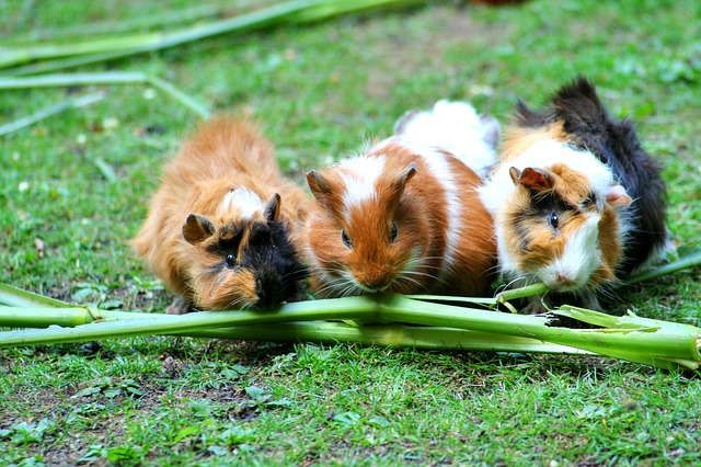 How to Bond with Your Guinea Pigs?