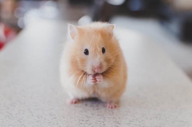 Want to Get A Pet Rat? Here’s Some Important Advice