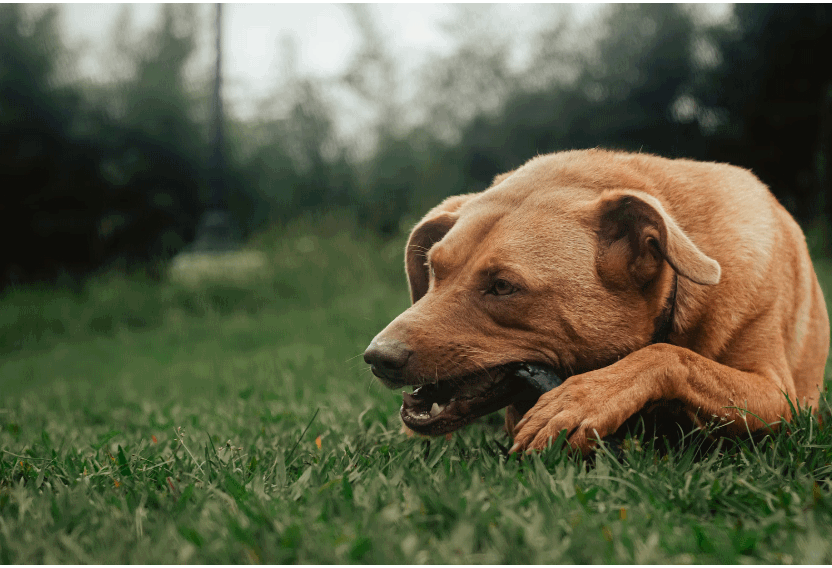 7 Ways to Stop Your Dog from Chewing Everything Without Upsetting Them