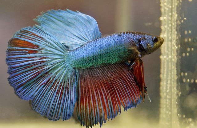 5 Tips To Keep Your Betta Fish Healthy