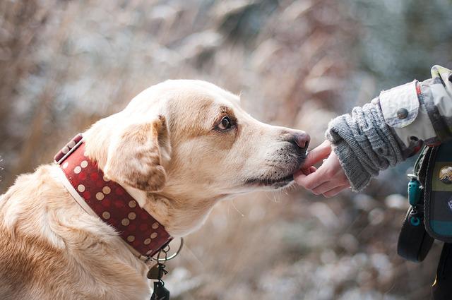 The Top 10 Pet Accessories For Canines