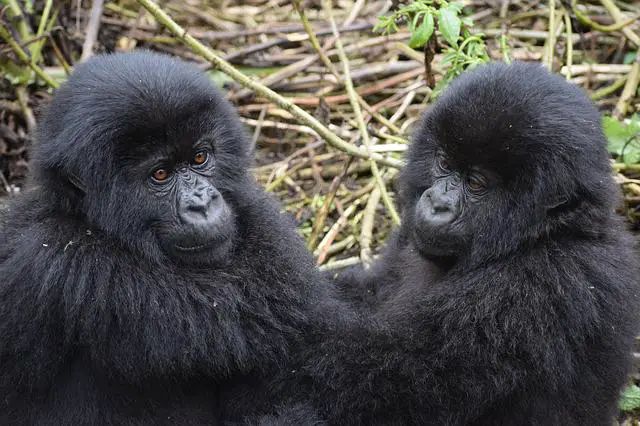 Everything you need to know about Mountain Gorillas