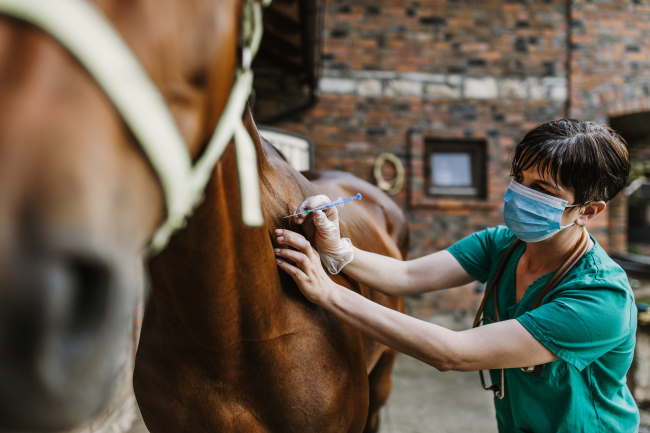 4 Common Horse Emergencies And How To Treat Them