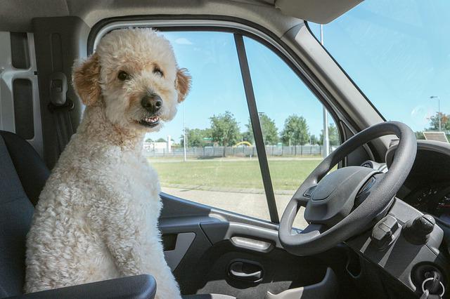 3 Road Trip Tips for Traveling with Your Dog