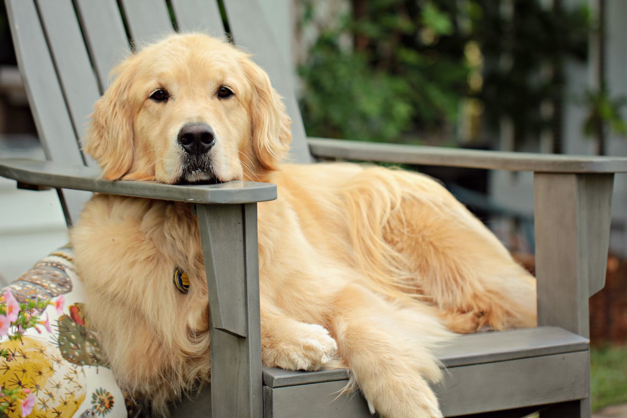 Top 7 Diet and Nutrition Tips to Ensure A Healthy Life for a Golden Retriever