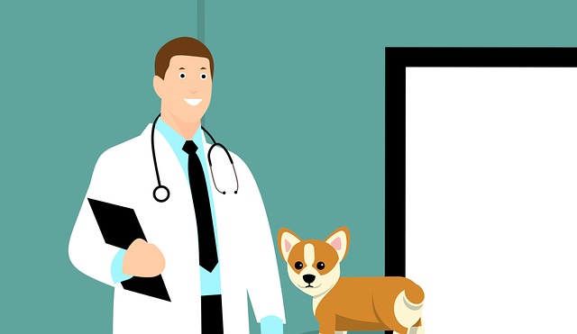 6 Tips to Help You Find a Suitable Vet for Your Pets