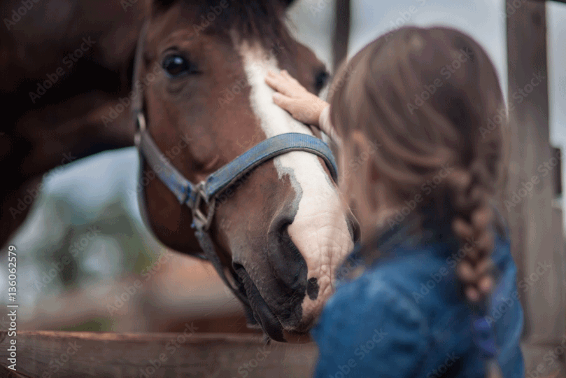 Caring for a Horse: The Key Things to Remember