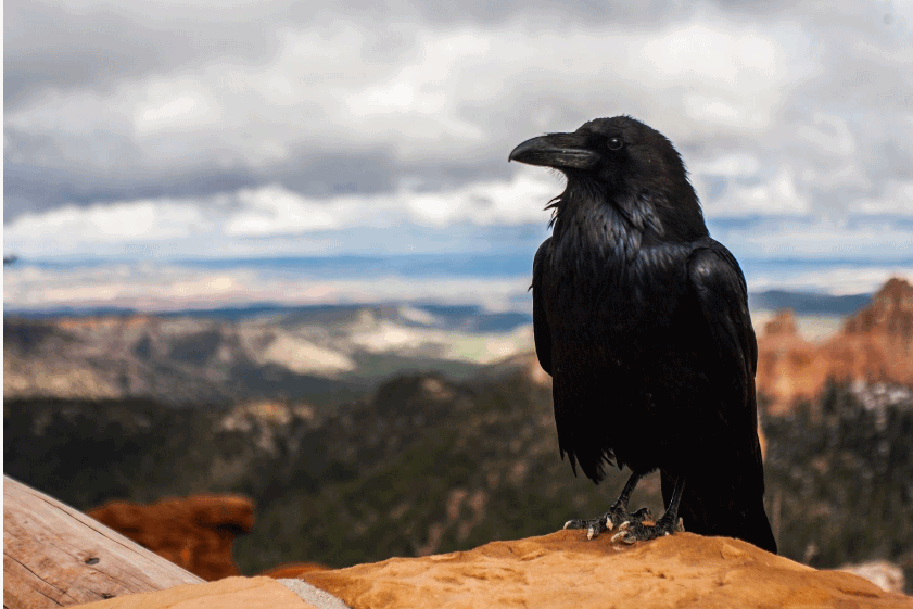 8 Interesting Facts About Crows That Will Blow Your Mind