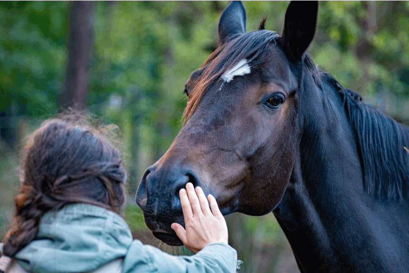 How Horses Can Help Individuals Overcome Mental Obstacles