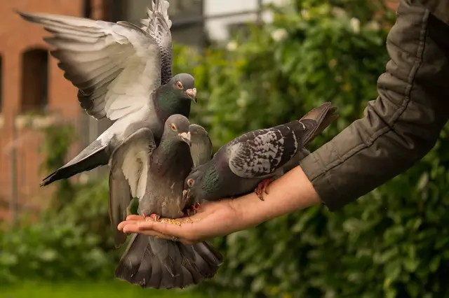 6 Methods to Get Rid of Pigeons