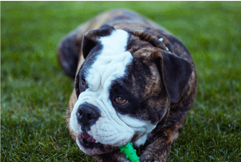 7 Important Steps To Take After Suffering A Dog Bite Injury