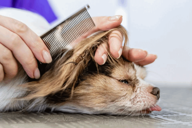 How to Take Care of Your Dog’s Hair: 6 Expert-Approved Tips