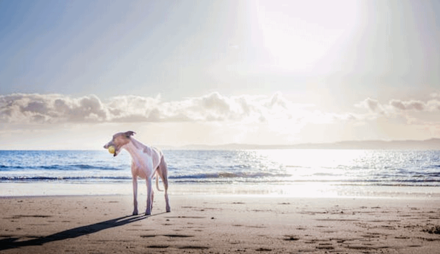 Tips for Traveling With Your Dog