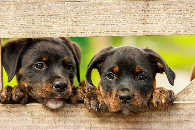  4 Tips to Help Future Owners Find the Right Dog Breeder