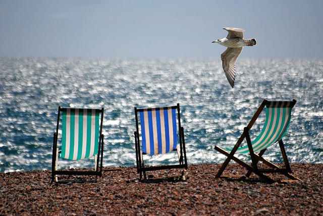 How Does Anti-Bird Netting Stop Gulls in Devon?