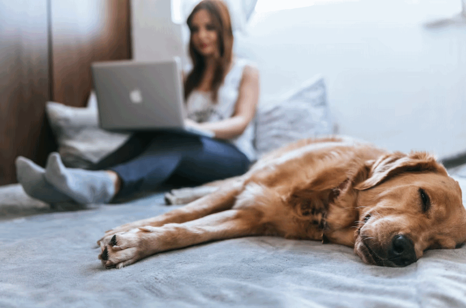 Pet Insurance Is Important: 6 Main Reasons Why