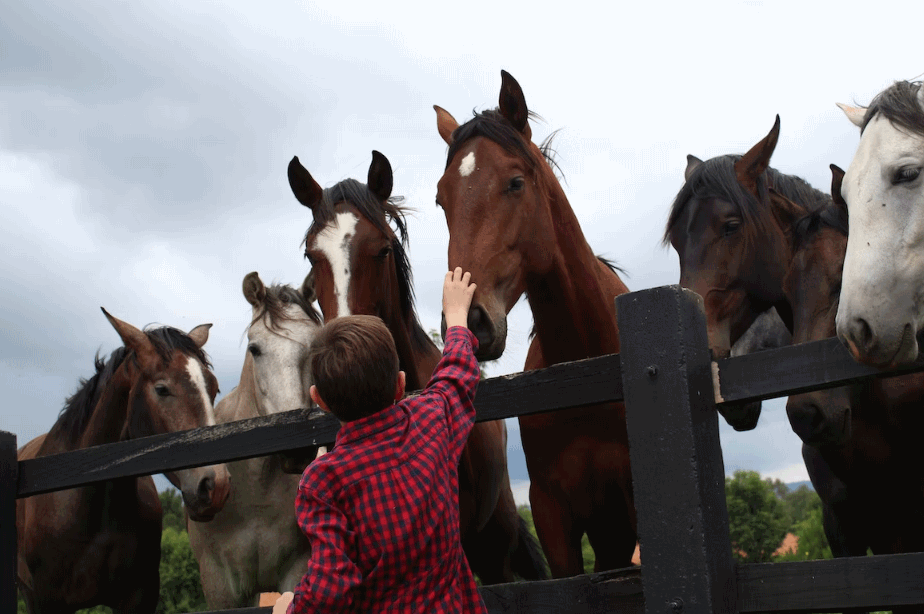 Farm Animals’ Health: Signs Of An Infestation And How To Prevent It