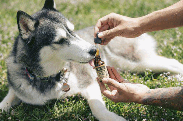 5 Questions To Ask Your Vendor Before Buying CBD Dog Treats