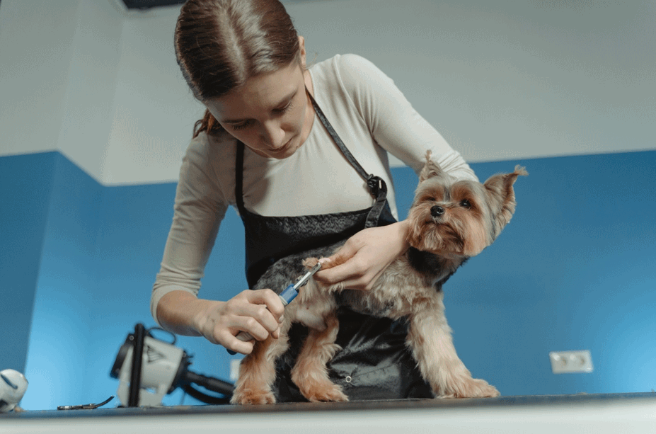 Mobile Dog Grooming Services In Miami And Broward County