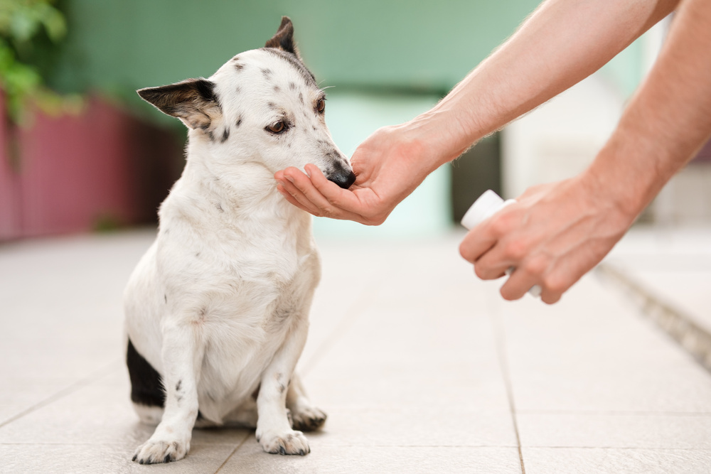 How To Manage Dog Arthritis