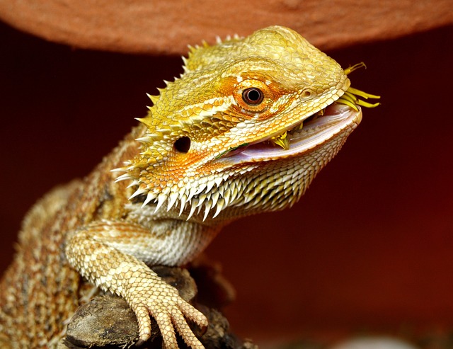 The Ultimate Bearded Dragon Care Guide for Beginners