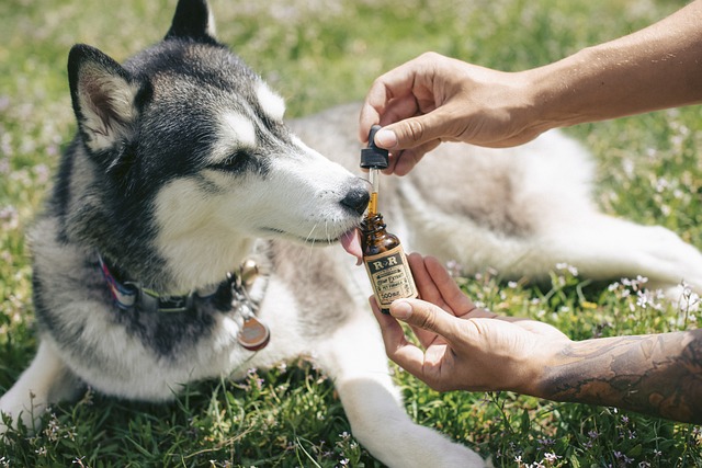 CBD for Dogs: Wellness Products for Your Pets