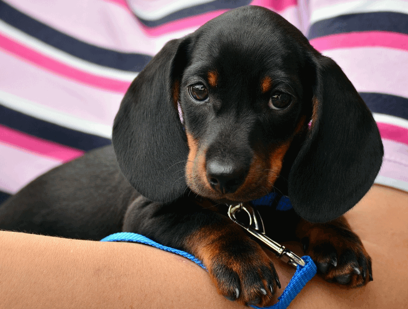 7 Interesting And Amazing Dog Facts