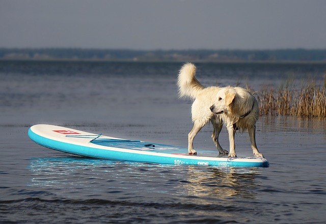 Dog Boarding and Doggy Daycare in Coquitlam, BC