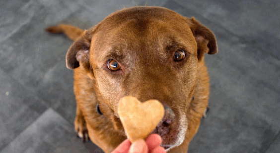 Calm Canines: The Benefits of Calming Treats for Dogs