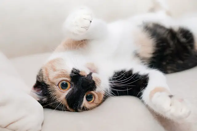 10 Benefits of Owning a Pet Cat