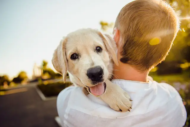 Getting Your First Puppy? How to Prepare for Your New Furry Baby