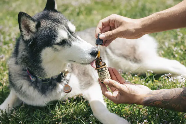 New Frontiers in Pet Care: The Impact of CBD Oil on Canine Wellness