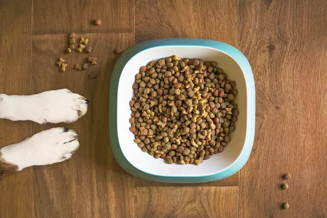 7 Delicious Treats For Your Beloved Pet