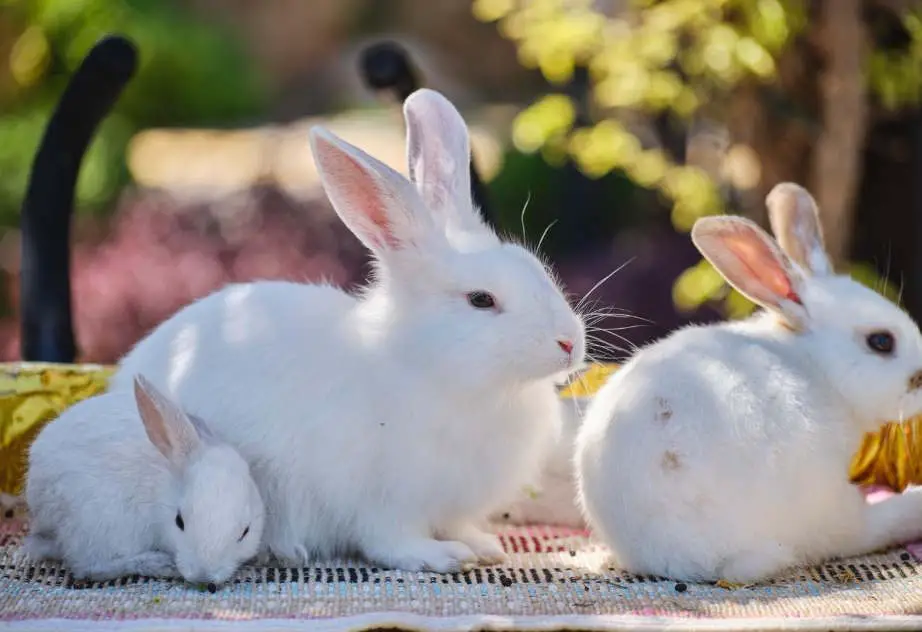 The Wonderful World of Rabbits: Exploring Their Diversity and Adaptations