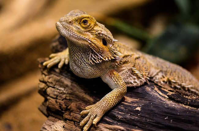 Bearded Dragon Feeding: How Often and How Much?