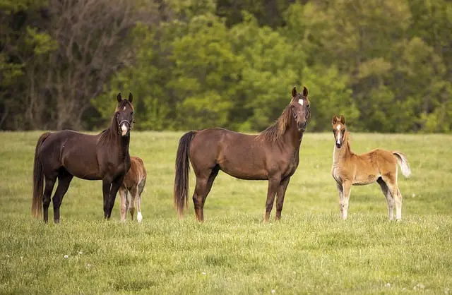 Understanding the Causes and Treatments for Diarrhea in Equines