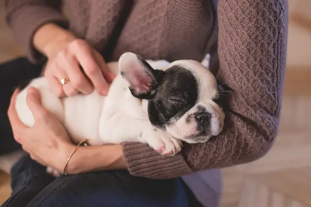 10 Mistakes to Avoid as New Puppy Parents