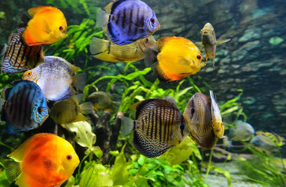 Clean and Clear: The Significance of Good Water Quality in Aquariums for Your Fish’s Well-being