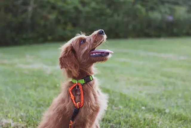 How to Start a Successful Dog Training Business