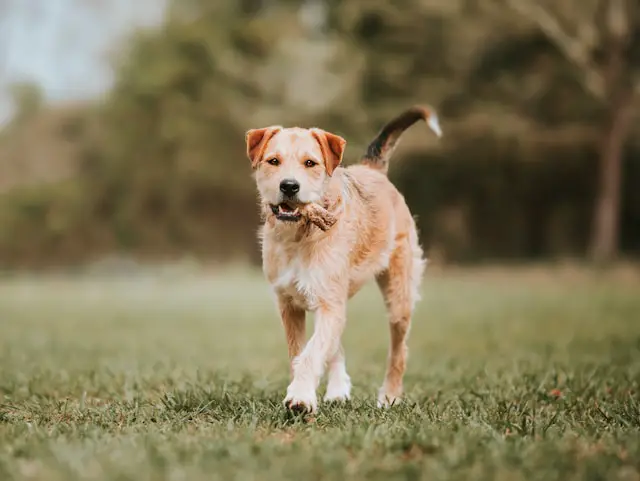 The Allure of Mixed-Breed Dog Ownership: What to Expect