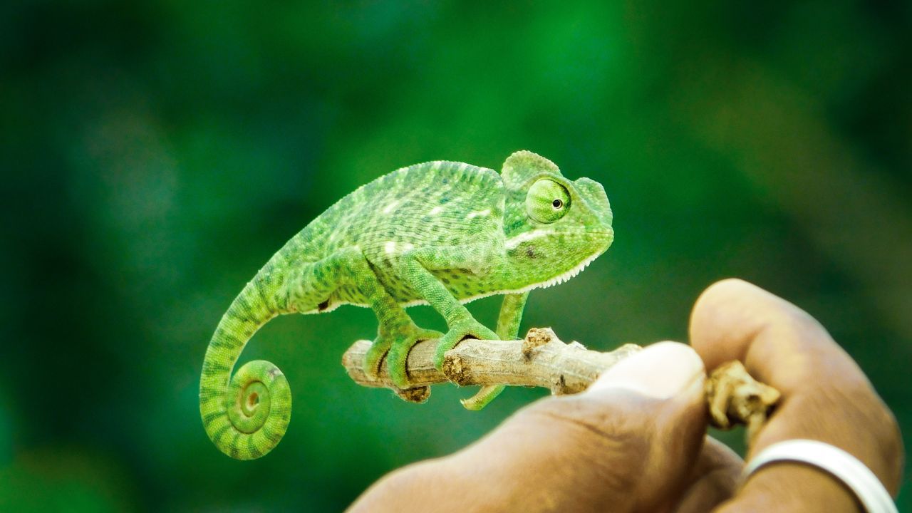 Which pet lizard is right for me?