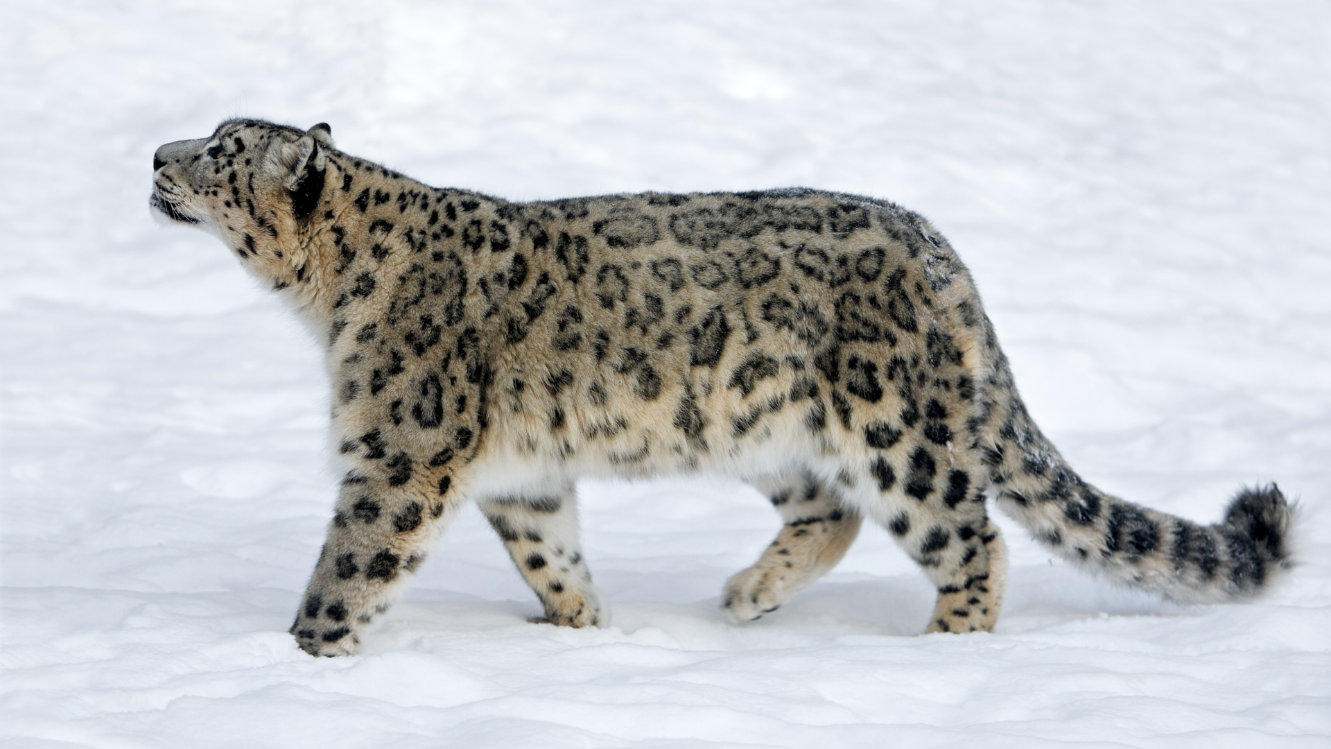 Snow Leopards in Ladakh: Guardians of the High Himalayas