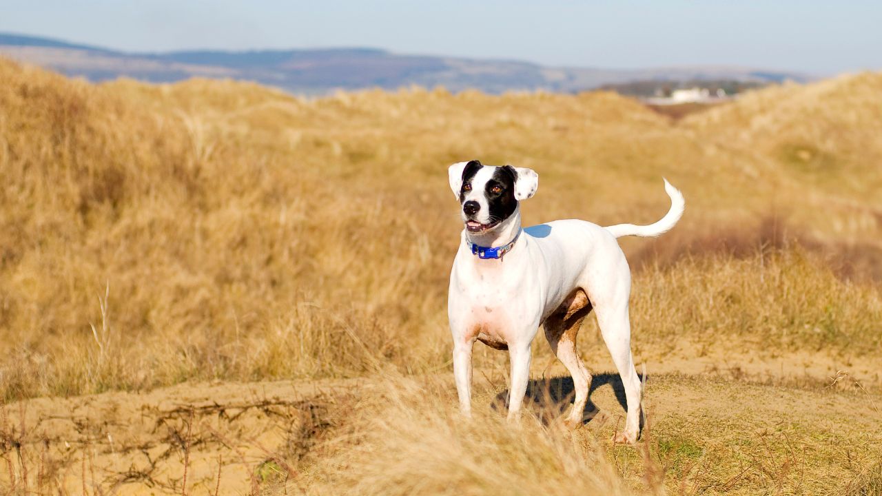 How Invisible Fences Are Changing the Way We Keep Dogs Safe