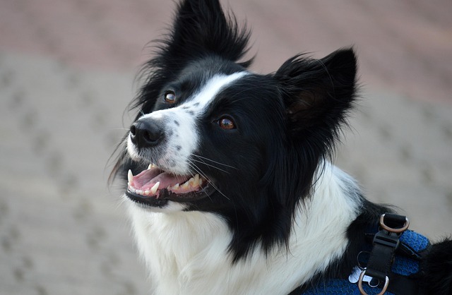 Dog Boarding: How to Find The Right Place For Your Furry Friend